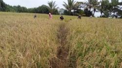 Bikin Bangga! Petani Lebak Banten Sukses Budidaya Bibit Padi VR-46, Tembus Pasar Jateng