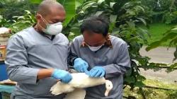 Flu Burung Mengancam, Pengawasan Unggas Luar Daerah Masuk Cimahi Diperketat<