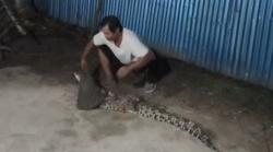 Buaya 2 Meter Masuk ke Permukiman, Ditangkap Warga