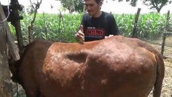 Penyakit LSD Serang 938 Ekor Sapi di Jombang, Peternak Panik
