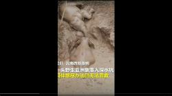 Lucu, Gajah Ini Seolah Bilang Terima Kasih Telah Diselamatkan dari Lumpur