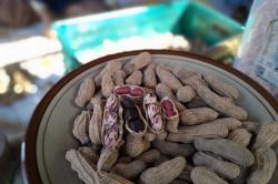 Kenalkan Varian Kacang dari Gunungkidul yang Rendah Lemak<