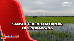 Banjir Rendam Ratusan Hektare Sawah di Singkawang, Petani Rugi Jutaan Rupiah
