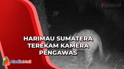  Diduga Terkena Jerat, Harimau Sumatera Masuki Pemukiman Warga di Bengkulu