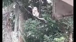 Monyet Liar Teror Puskesmas Sindang Majalengka, Nakes dan Pasien Ketakutan<