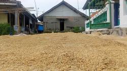 Harga Gabah Meroket, Penggilingan Beras di Palasah Majalengka Berhenti Beroperasi