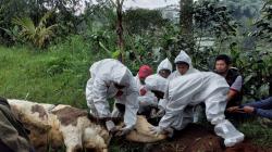 Kasus LSD Pertama Muncul di KBB, Sapi Perah di Lembang Terpaksa Dipotong