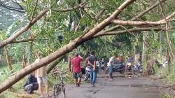 8 Pohon Tumbang akibat Hujan Deras dan Angin Kencang di Kiaracondong Bandung<