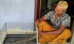 Heboh Warga Kudus Temukan Anak Buaya di Area Persawahan yang Tergenang Banjir<