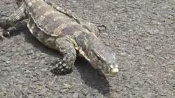 Mayat Tanpa Kepala di Kali Ciliwung Rawajati Diduga Dimakan Biawak  