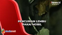 Curi Lembu, Dua Pria Tewas Diamuk Massa di Deliserdang