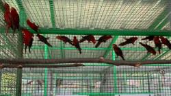 BKSDA Maluku Terima Satwa Dilindungi 1 Burung Kasturi, 25 Nuri dan 3 Perkici Pelangi