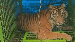 Diumpan dengan Kambing, Harimau Sumatera Betina Masuk Perangkap di Bengkulu