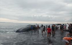 Paus Sperma Raksasa yang Terdampar di Bali Akhirnya Mati