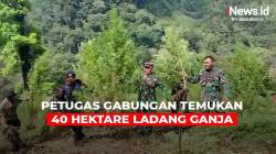 Cari Lokasi Latihan, Anggota TNI Temukan 40 Hektare Ladang Ganja di Aceh