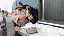 Tiba di Pelabuhan Kendal, Penumpang KMP Kalibodri Kedapatan Bawa Kura-Kura