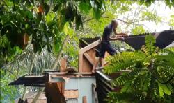 1 Rumah di Samarinda Tertimpa Pohon Tumbang, Tidak Ada Korban Jiwa
