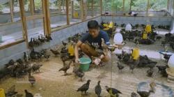 Tinggalkan Posisi Manajer Perusahaan, Wakhid Sukses Jadi Peternak Ayam