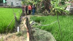 Tragis, Pasutri Lamongan Tewas Tersengat Listrik Jebakan Tikus di Sawah<