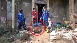 3 Ekor Anjing Peliharaan Dokter Wayan Dievakuasi dari Rumah Mewah di Klari Karawang