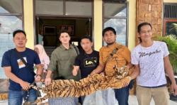 Hendak Transaksi, Penjual Kulit Harimau Sumatera Ditangkap di Kerinci Jambi