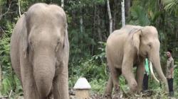 Gangguan Gajah Liar di Kebun Nilam Pedalaman Aceh Jaya, Petugas Bakar Petasan untuk Usir<