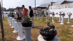 Kecantikan Ratusan Bonsai Mini Diadu dalam Kontes di Blora