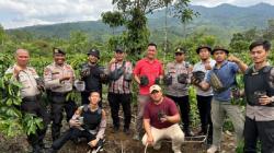 Polres Lampung Barat Ungkap Ladang Ganja di Kebun Kopi OKU Selatan<