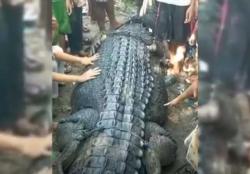 Kerap Teror Warga, Ini Penampakan Buaya Raksasa di Lombok Tengah yang Ditangkap