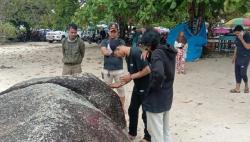 Pelaku Vandalisme di Pantai Tanjung Tinggi Belitung Ditangkap, Pelajar SMA Rayakan Kelulusan<