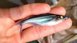 Memprihatinkan, Ikan Wader Terancam Punah
