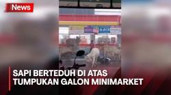 Heboh, Sapi Berteduh di Atas Tumpukan Galon Minimarket saat Terjebak Hujan di Bekasi