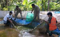 5 Daerah Penghasil Ikan Terbesar di Sumsel, OKU Selatan dan Pagaralam Minggir Dulu <