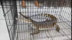 Cilacap Gempar, Buaya Muara Muncul di Permukiman Penduduk