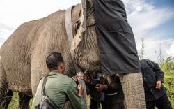 BKSDA Sumsel Pasang GPS pada Kelompok Gajah Liar di OKI <
