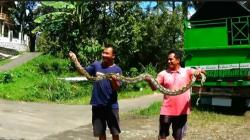 Menegangkan, Warga Banjarnegara Tangkap Ular Piton 4 Meter Pemangsa Puluhan Ayam<