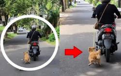 Viral Anjing Diseret Motor di Jalan Raya, Polda Bali Telusuri Pelaku 