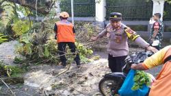 Pohon Dekat Rumah Dinas Wali Kota Sukabumi Tumbang Timpa Pemotor, 4 Orang Luka<