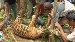 Cari Tahu Penyebab Kematian, Tim Dokter Hewan Akan Bedah Harimau yang Ditemukan di Pasaman