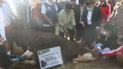 NTB Kirim Usulan 5 Ekor Sapi untuk Hewan Kurban Presiden Jokowi, Berat Minimal 800 Kg<