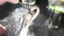 Dramatis, Ular Sanca 4 Meter Dievakuasi dari Saluran Air di Cibolerang Bandung