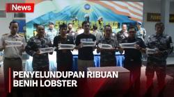 Lanal Cilacap Berhasil Gagalkan Penyelundupan Ribuan Benih Lobster
