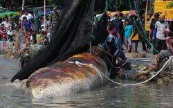Evakuasi Bangkai Paus Balin di Pantai Kenjeran