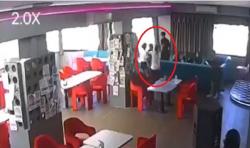 Kasus Penganiayaan di Karen's Diner Bali, Polisi Periksa Dokter Gigi Pelaku Kekerasan