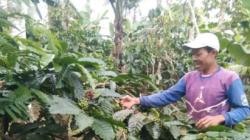 Harga Biji Kopi Robusta di Tanggamus Lampung Naik Jadi Rp35.000 per Kg<