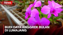 Mengintip Proses Budi Daya Anggrek Bulan di Lumajang