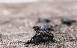 Puluhan Ekor Tukik Dilepas ke Pantai Tobololo Ternate