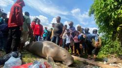 Warga Ambon Dikejutkan dengan Bangkai Duyung Berukuran Besar di Pesisir Pantai Pasar Minggu