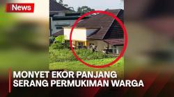 Ratusan Monyet Ekor Panjang Serang Permukiman Warga di Sukabumi