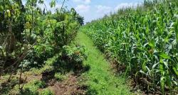 Desa Unik di Jombang, Batu Candi Kuno Muncul di Kebun Singkong, Ukurannya Besar-Besar!